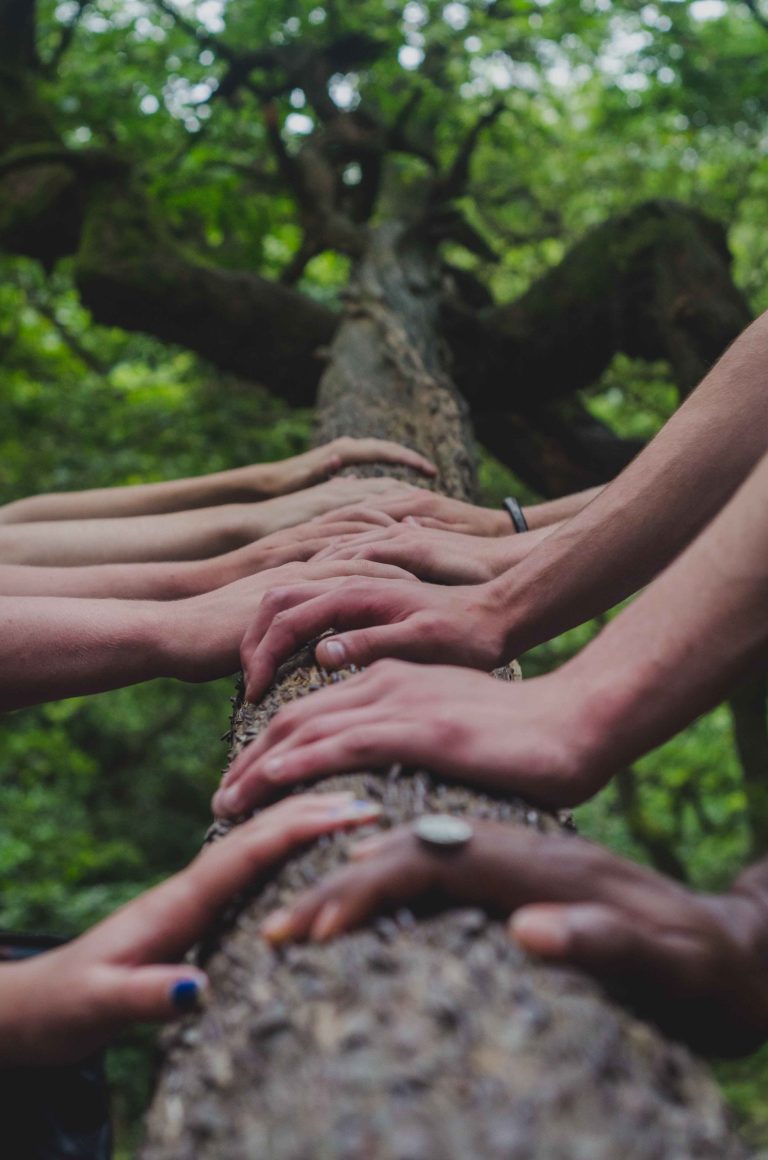 Photo de plusieurs mains touchant un arbre